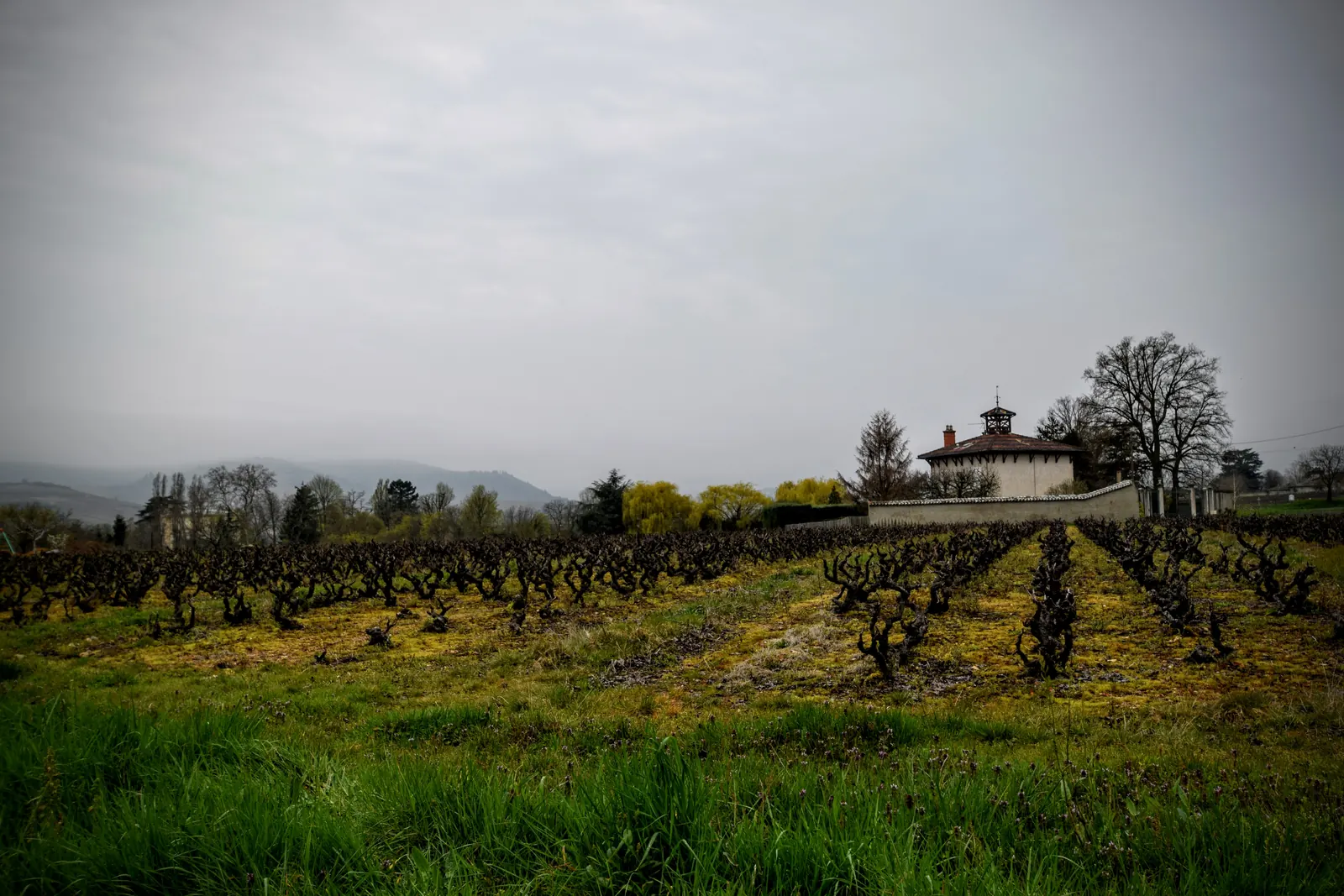 Les vignes autour du village